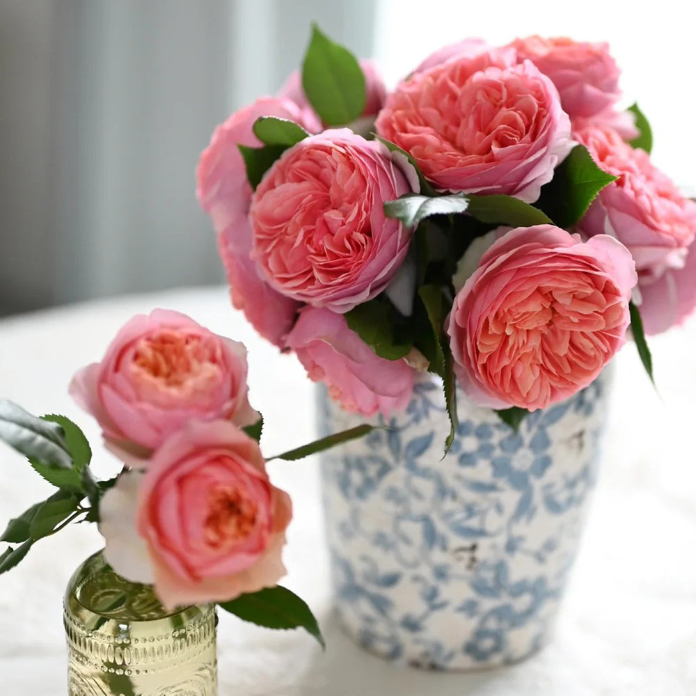 German Florist Climbing Hybrid Tea Rose Inspired by Chippendale