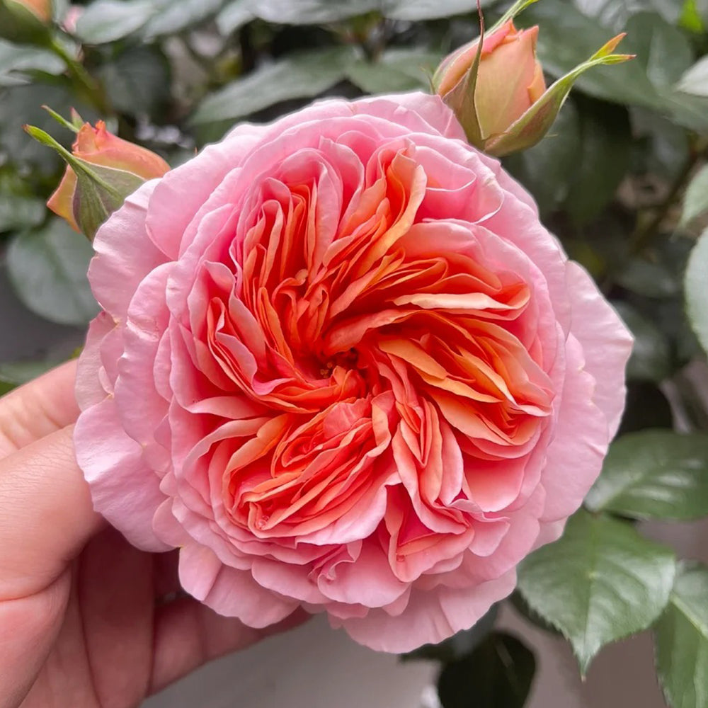 German Florist Climbing Hybrid Tea Rose Inspired by Chippendale