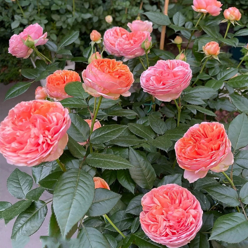 German Florist Climbing Hybrid Tea Rose Inspired by Chippendale