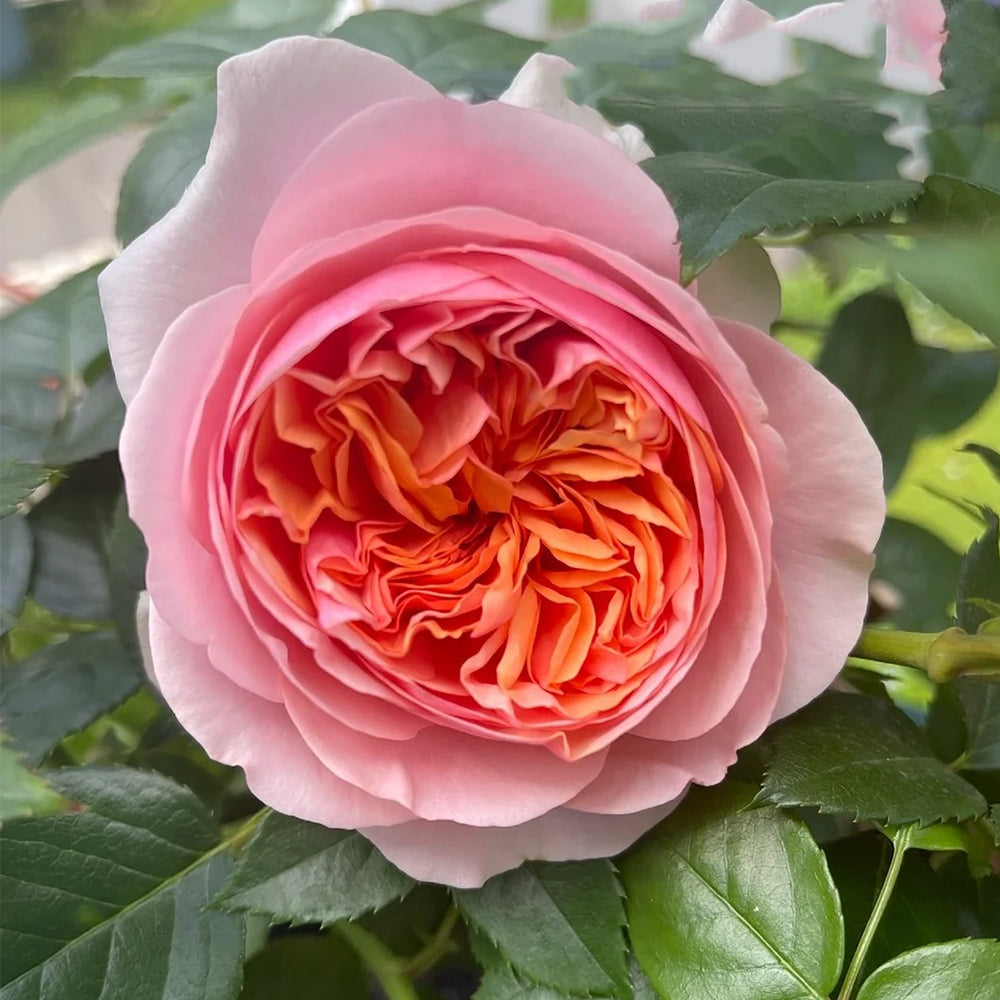 German Florist Climbing Hybrid Tea Rose Inspired by Chippendale