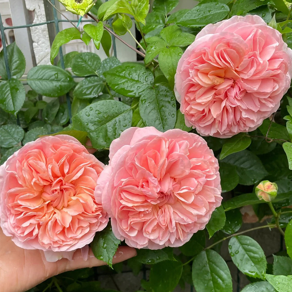 German Florist Climbing Hybrid Tea Rose Inspired by Chippendale