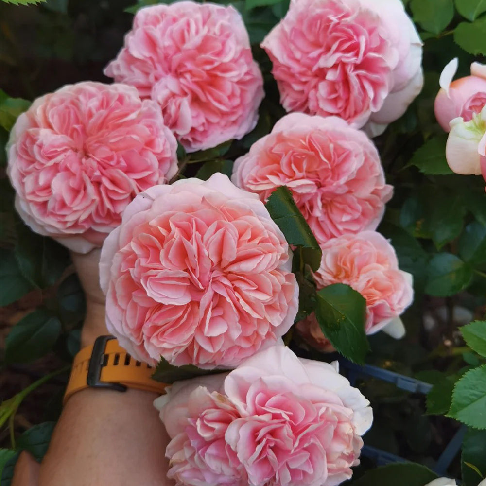 German Florist Climbing Hybrid Tea Rose Inspired by Chippendale