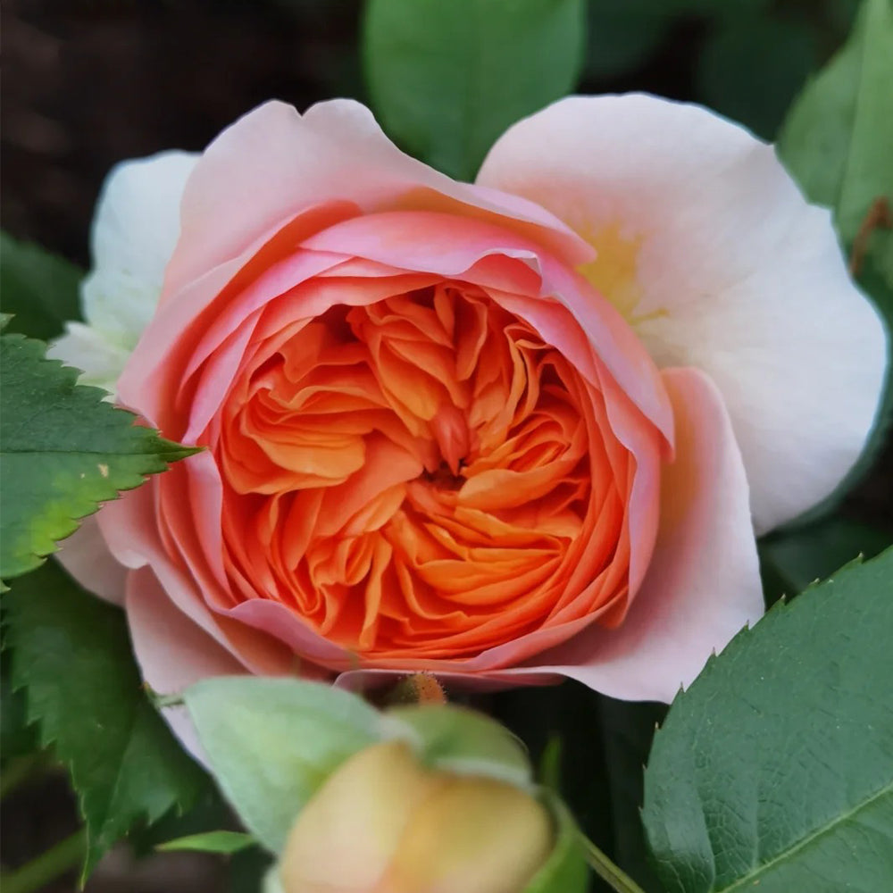 German Florist Climbing Hybrid Tea Rose Inspired by Chippendale