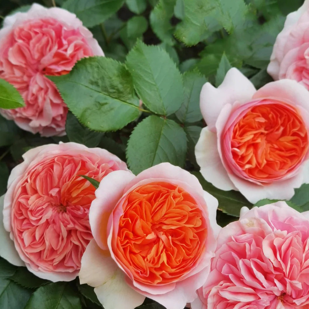German Florist Climbing Hybrid Tea Rose Inspired by Chippendale