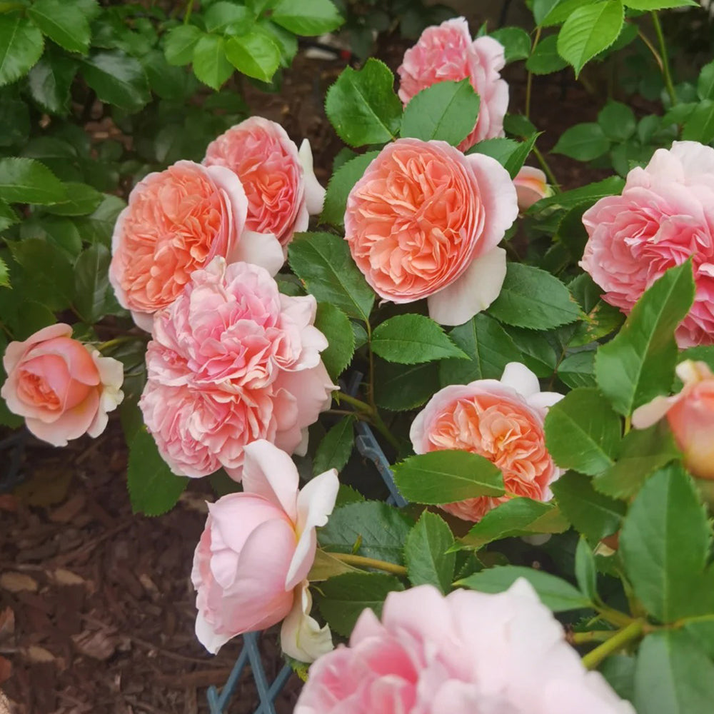 German Florist Climbing Hybrid Tea Rose Inspired by Chippendale