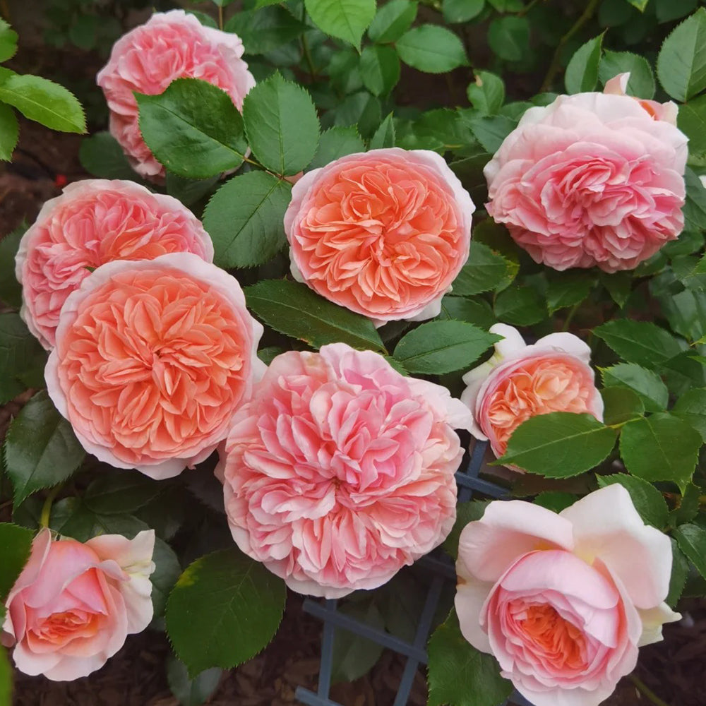 German Florist Climbing Hybrid Tea Rose Inspired by Chippendale