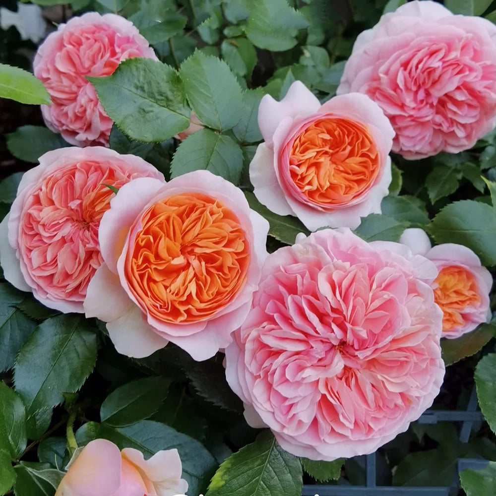 German Florist Climbing Hybrid Tea Rose Inspired by Chippendale