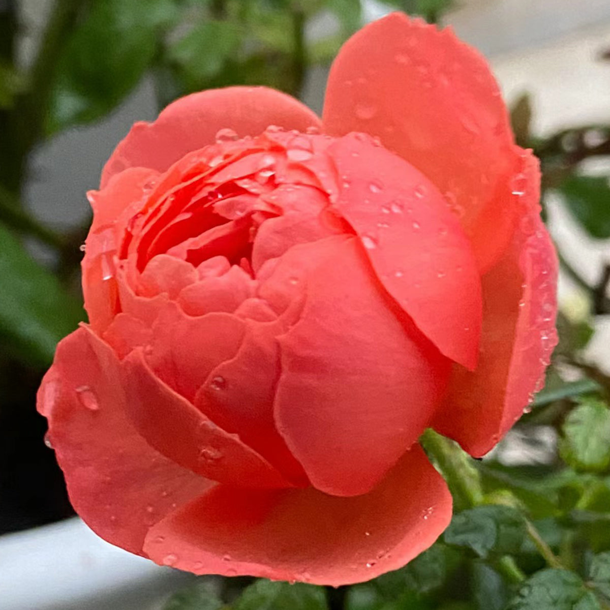 Chiyan Chinese Florist Shrub Rose