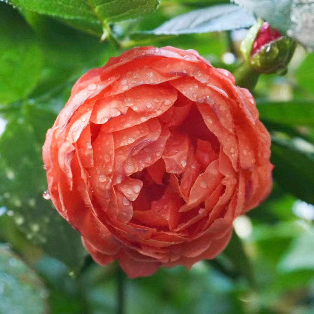 Chiyan Chinese Florist Shrub Rose