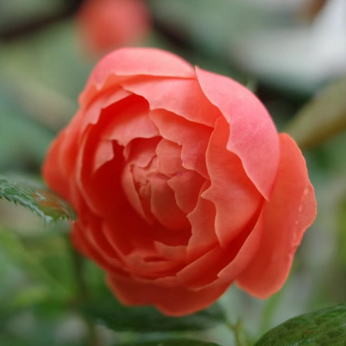 Chiyan Chinese Florist Shrub Rose