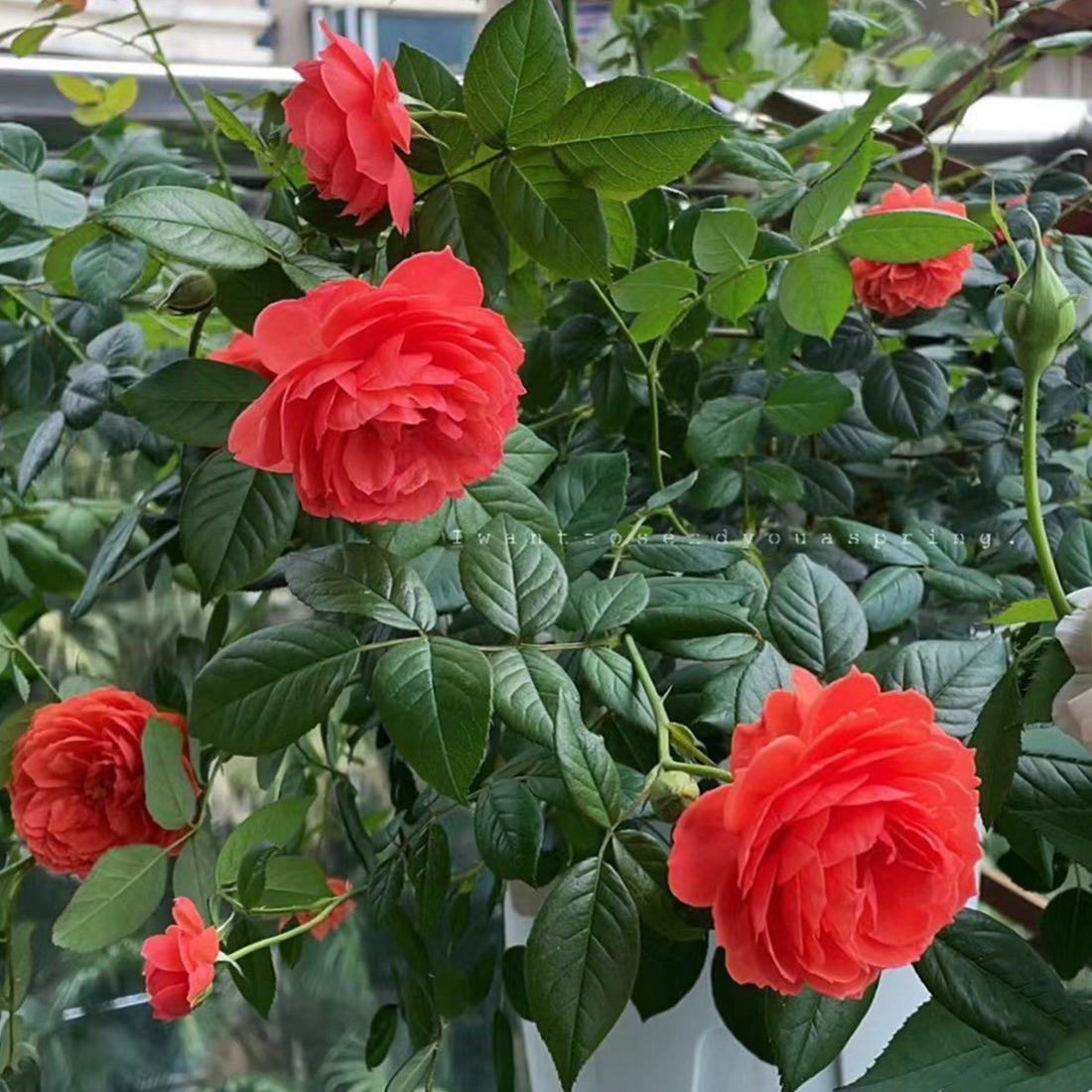 Chiyan Chinese Florist Shrub Rose