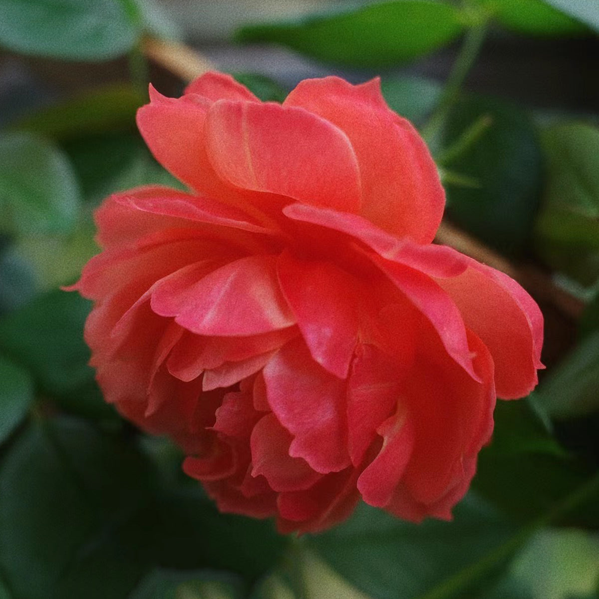 Chiyan Chinese Florist Shrub Rose