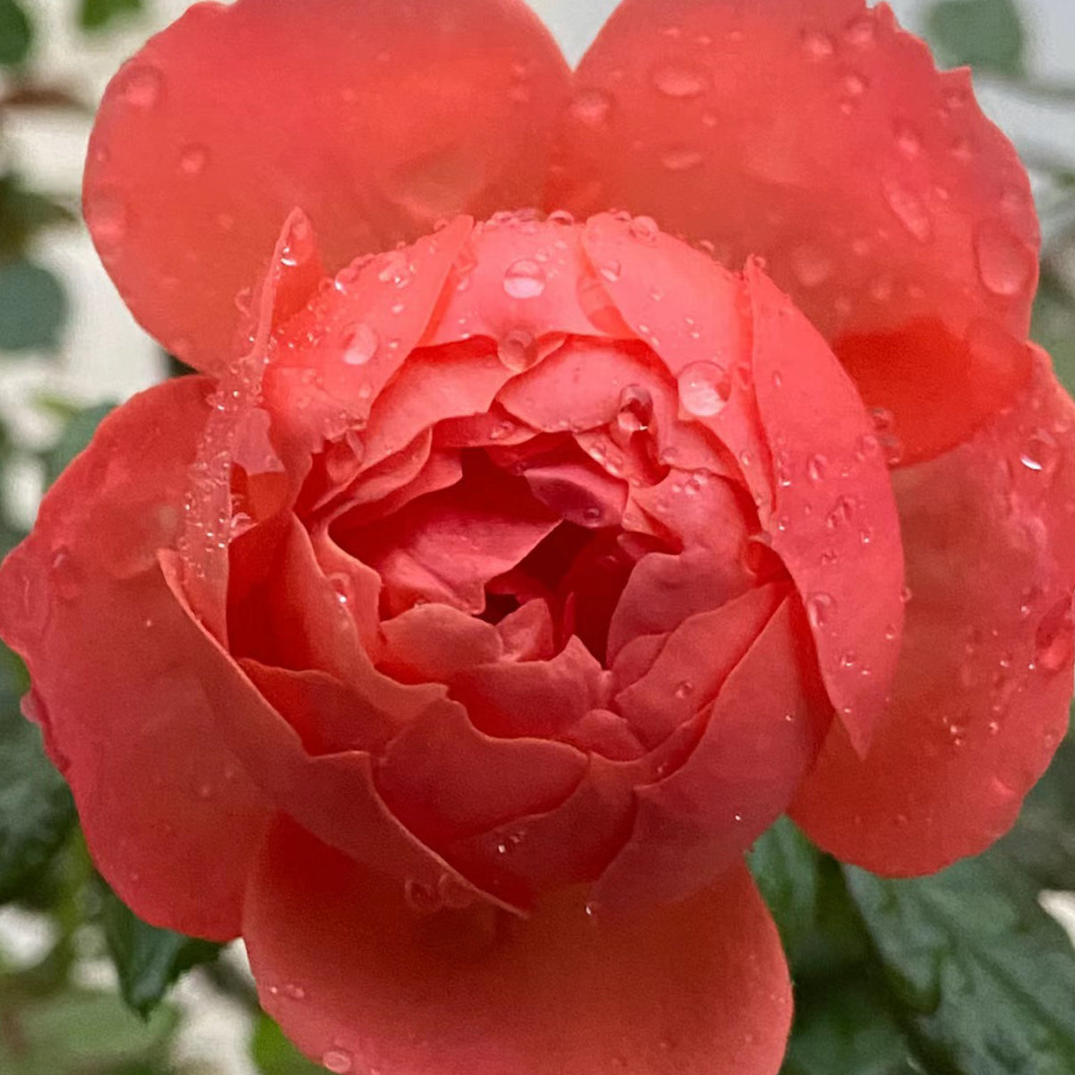 Chiyan Chinese Florist Shrub Rose