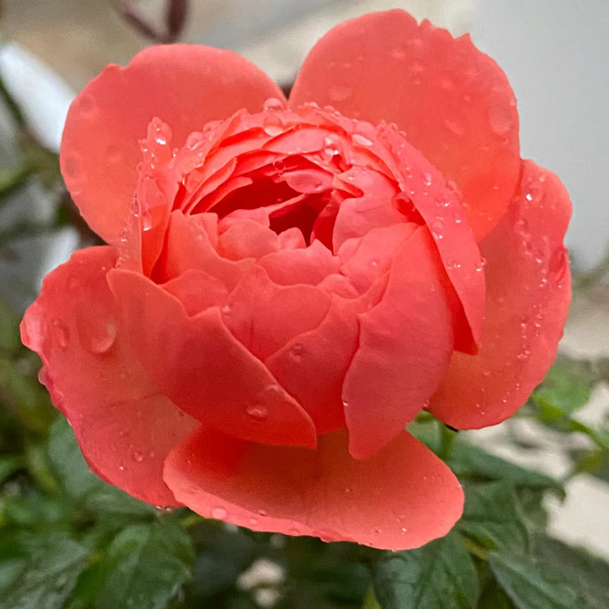 Chiyan Chinese Florist Shrub Rose