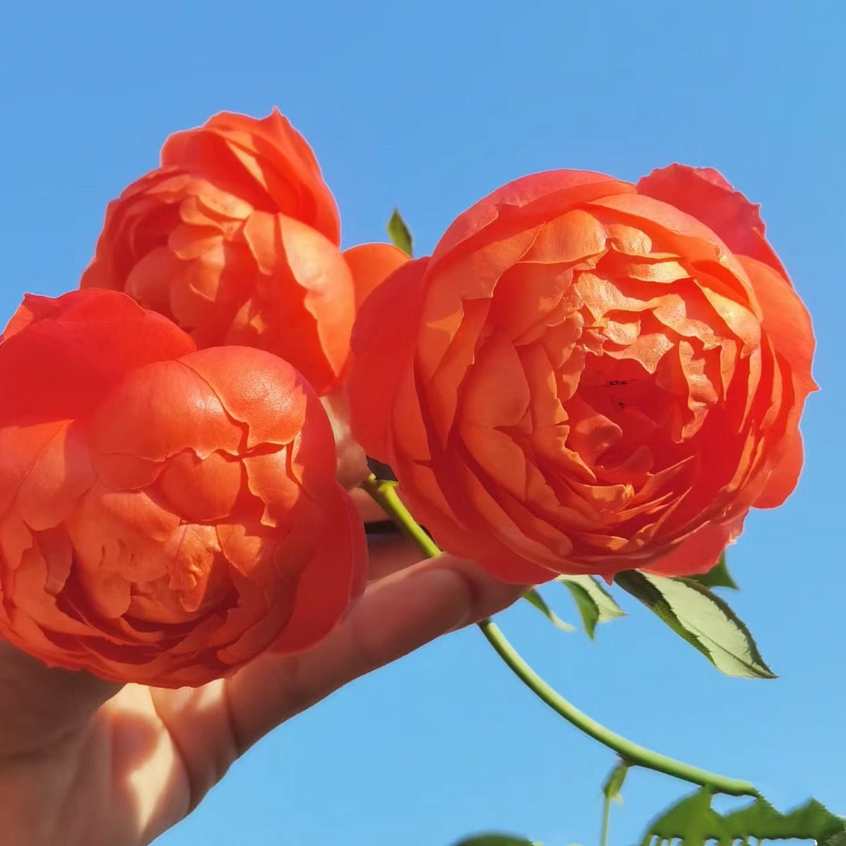 Chiyan Chinese Florist Shrub Rose