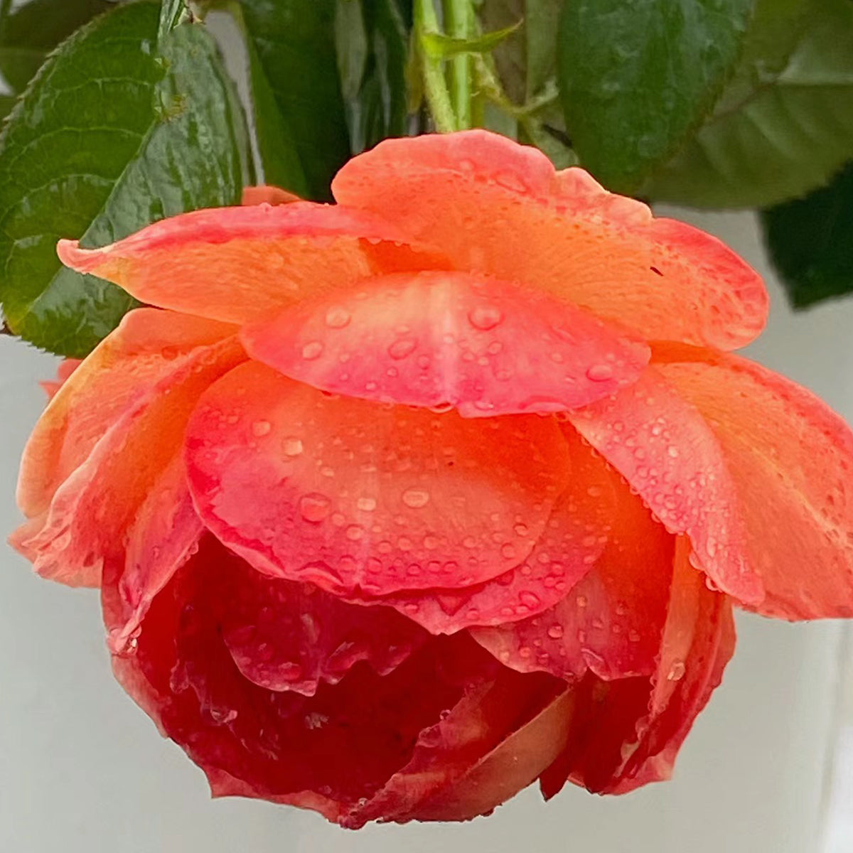 Chiyan Chinese Florist Shrub Rose