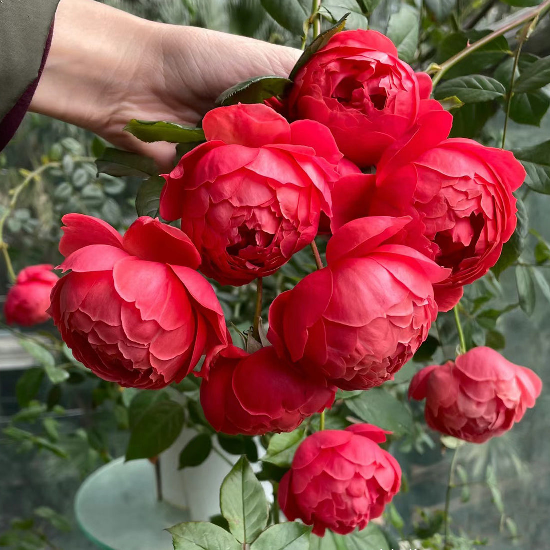 Chiyan Chinese Florist Shrub Rose