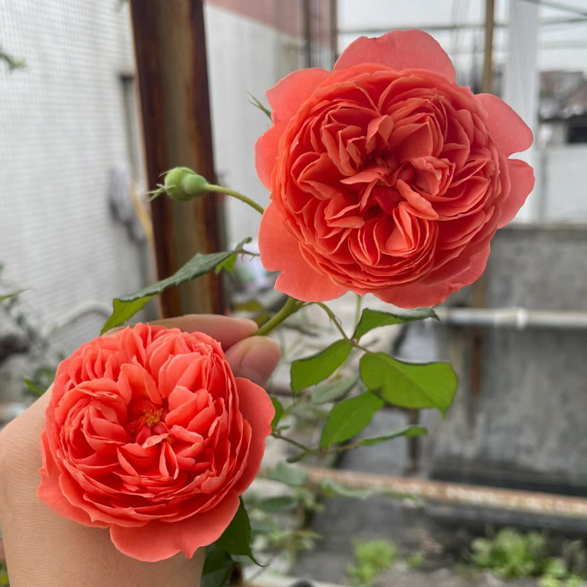 Chiyan Chinese Florist Shrub Rose