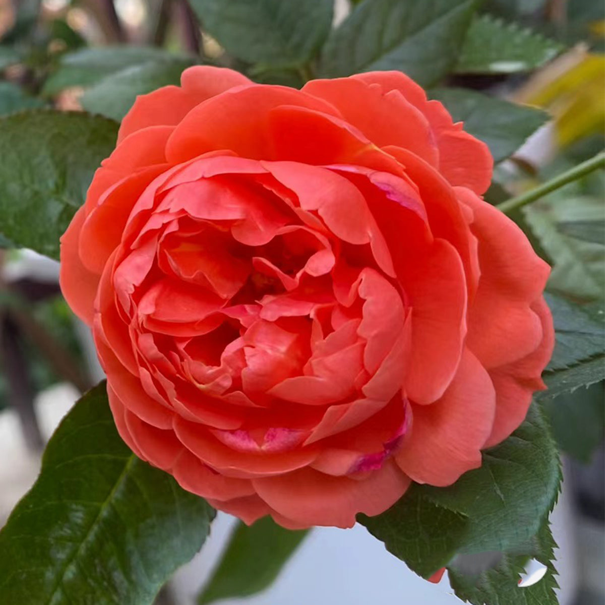 Chiyan Chinese Florist Shrub Rose