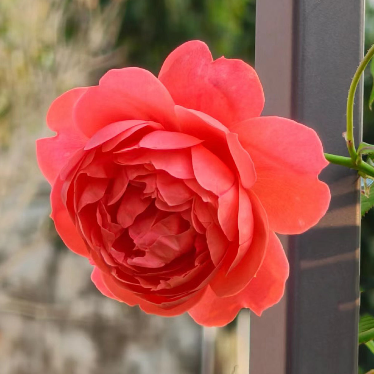 Chiyan Chinese Florist Shrub Rose