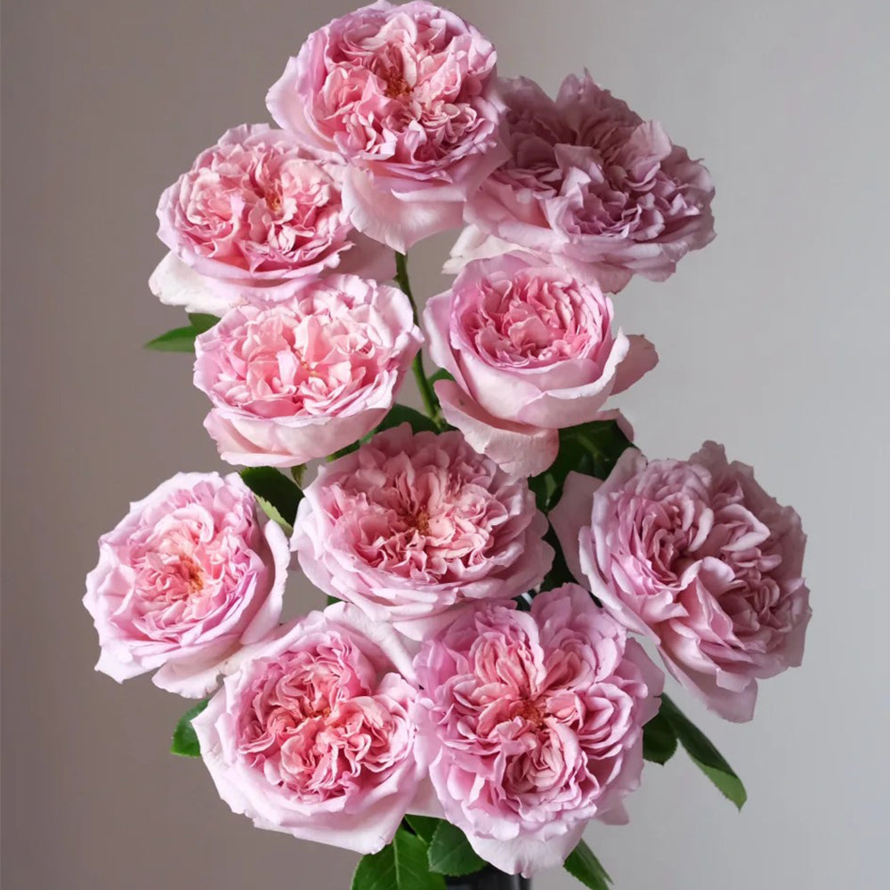 Dutch Florist Shrub Rose Inspired by Chocolate Romantica