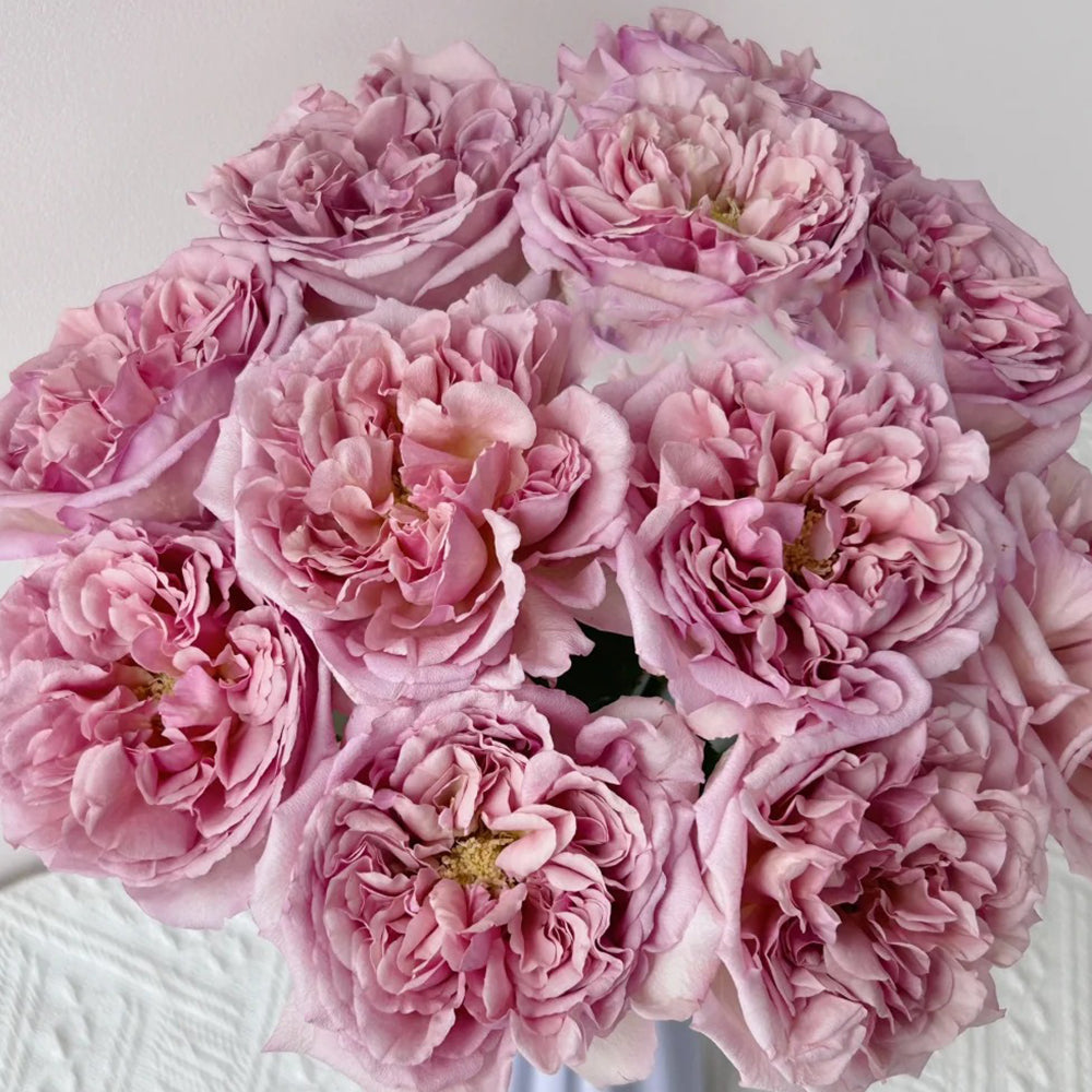 Dutch Florist Shrub Rose Inspired by Chocolate Romantica