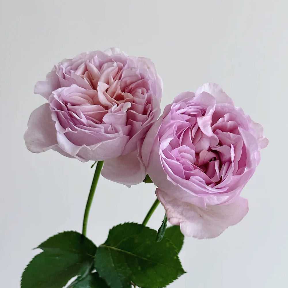 Dutch Florist Shrub Rose Inspired by Chocolate Romantica