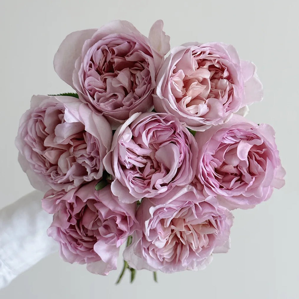 Dutch Florist Shrub Rose Inspired by Chocolate Romantica