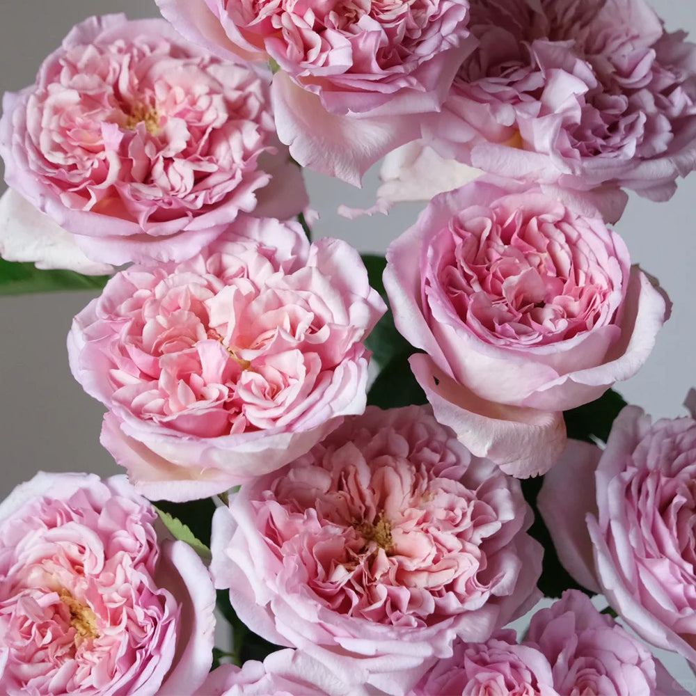 Dutch Florist Shrub Rose Inspired by Chocolate Romantica