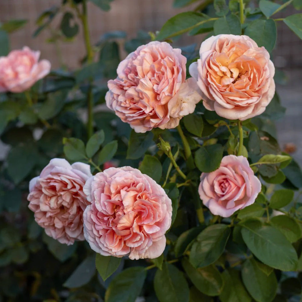 Dutch Florist Shrub Rose Inspired by Chocolate Romantica