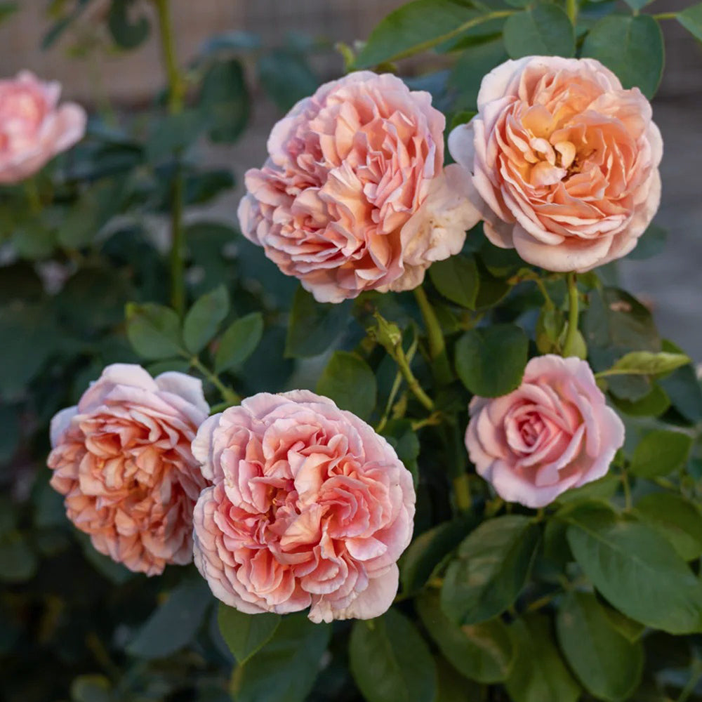 Dutch Florist Shrub Rose Inspired by Chocolate Romantica