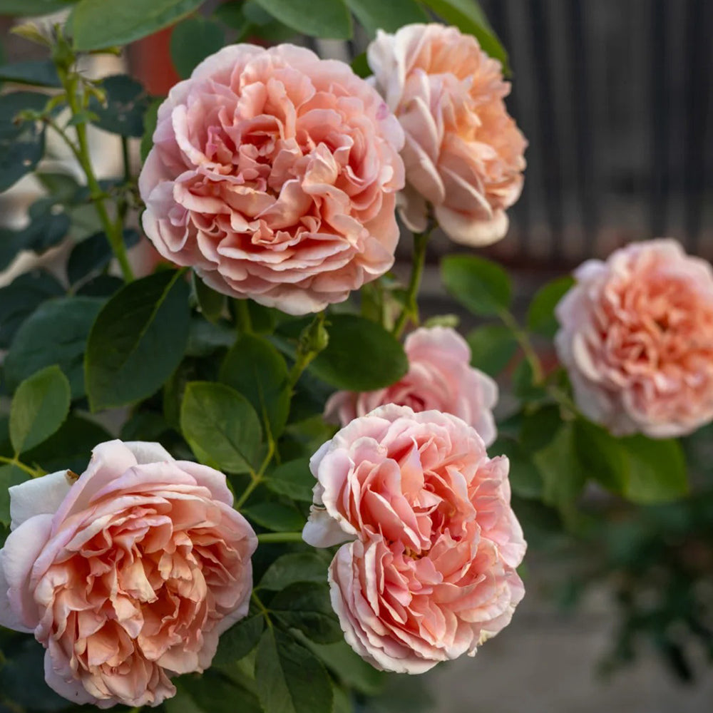 Dutch Florist Shrub Rose Inspired by Chocolate Romantica