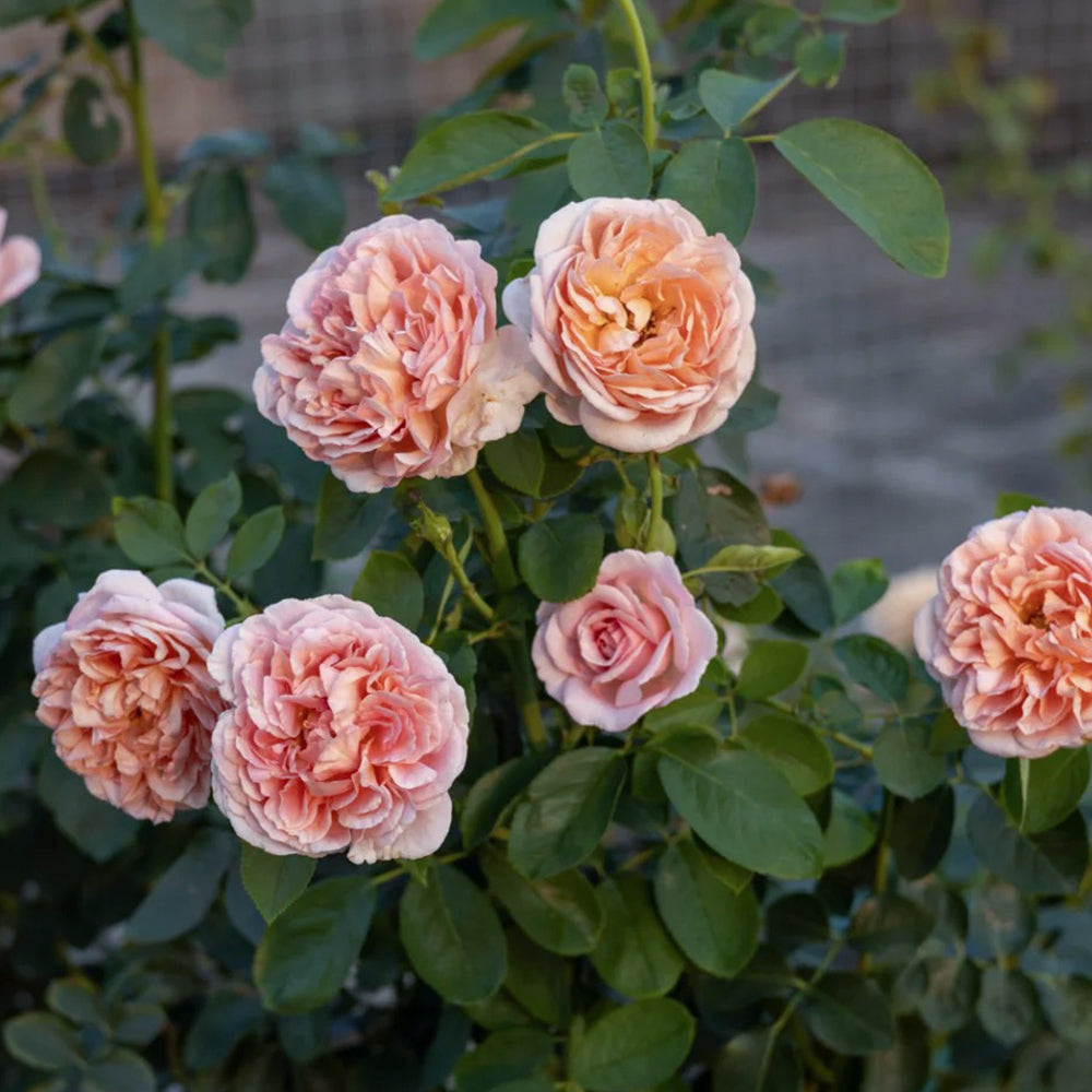 Dutch Florist Shrub Rose Inspired by Chocolate Romantica