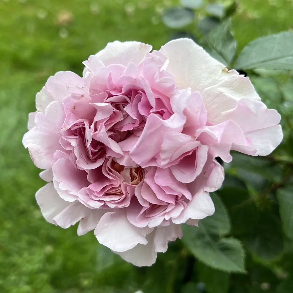 Dutch Florist Shrub Rose Inspired by Chocolate Romantica