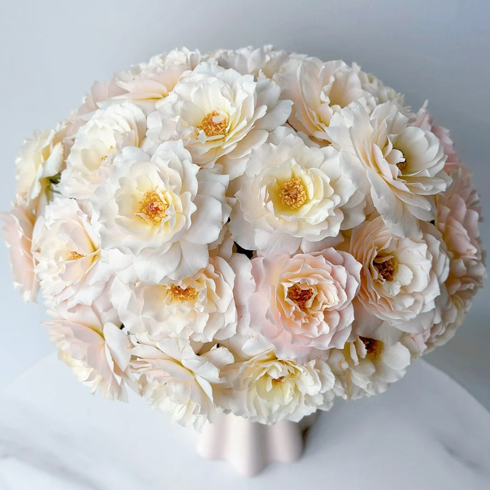 ローズ様 Chou Chou Japanese Florist Shrub Rose For Sale – Highgarden Roses