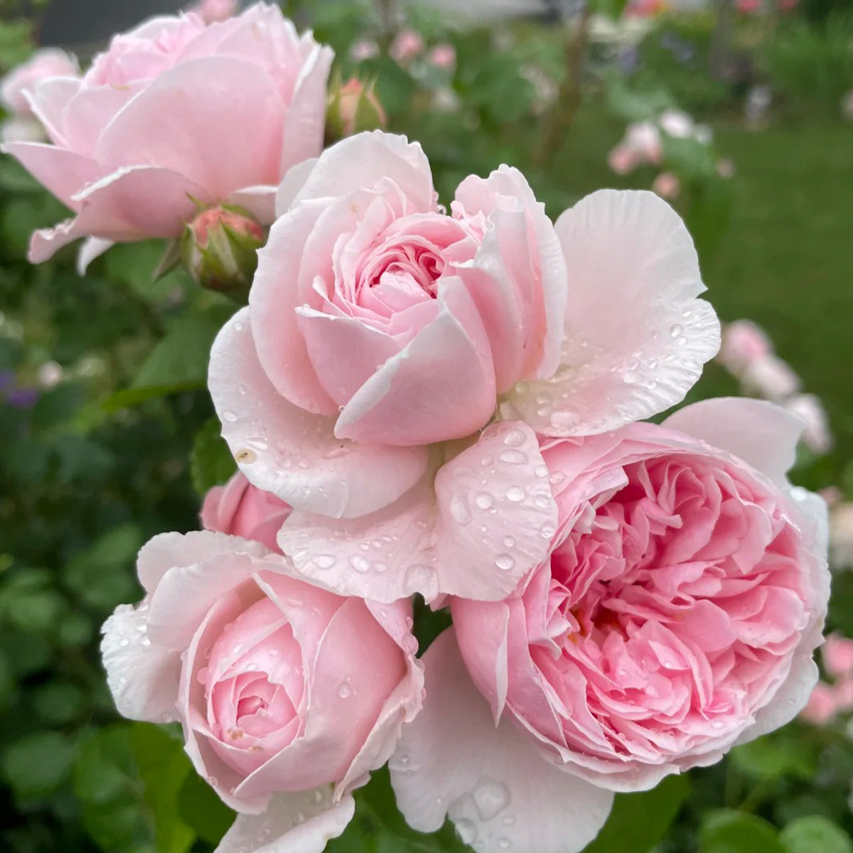 Cinderella German Florist Climber Rose