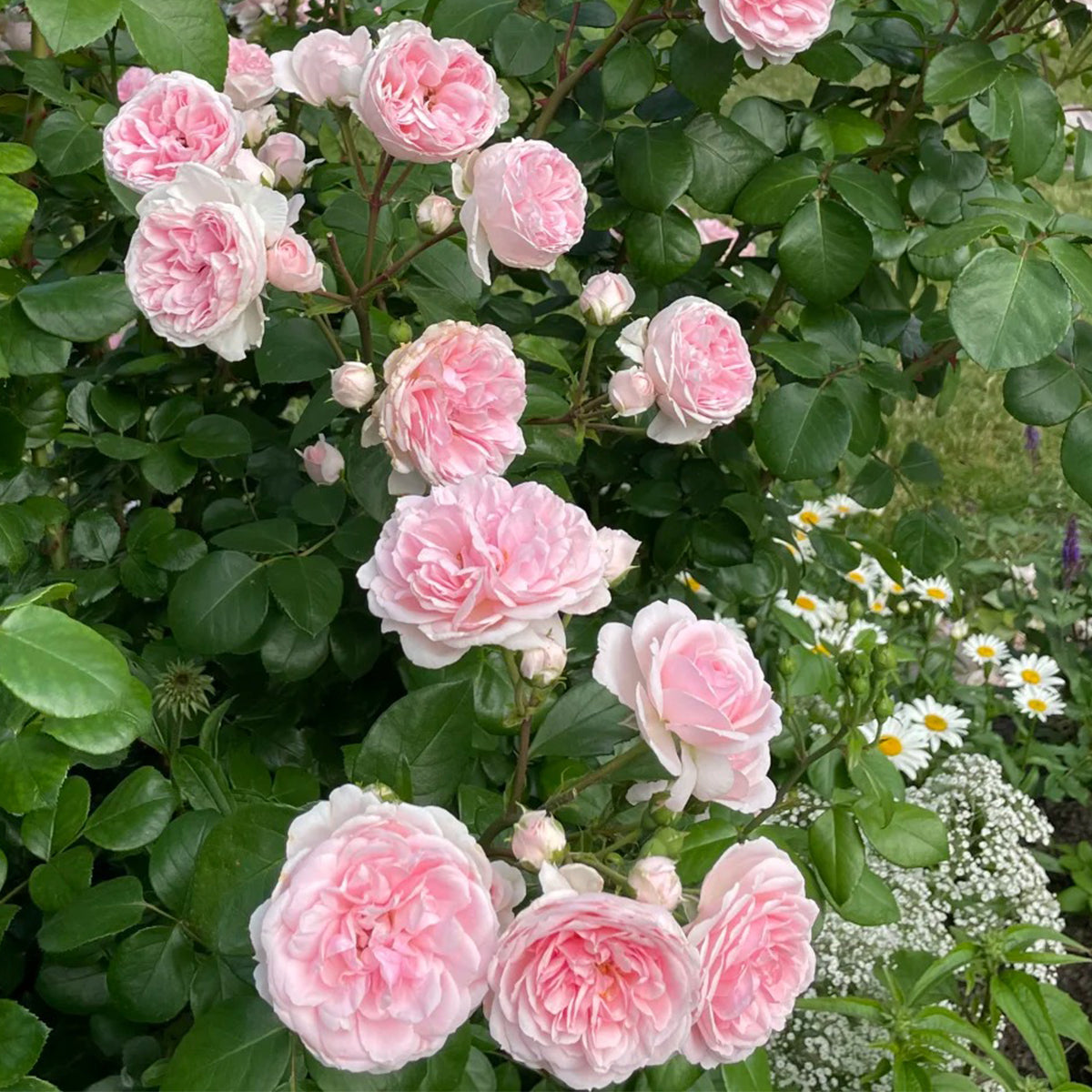 Cinderella German Florist Climber Rose