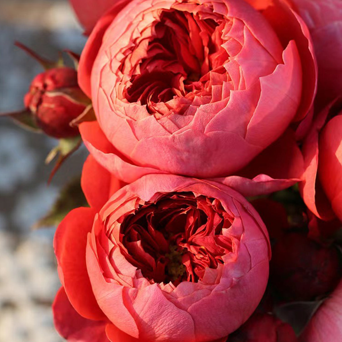 Cinnabar Bowl Chinese Florist Shrub Rose