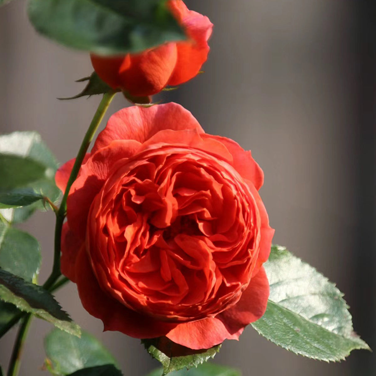 Cinnabar Bowl Chinese Florist Shrub Rose