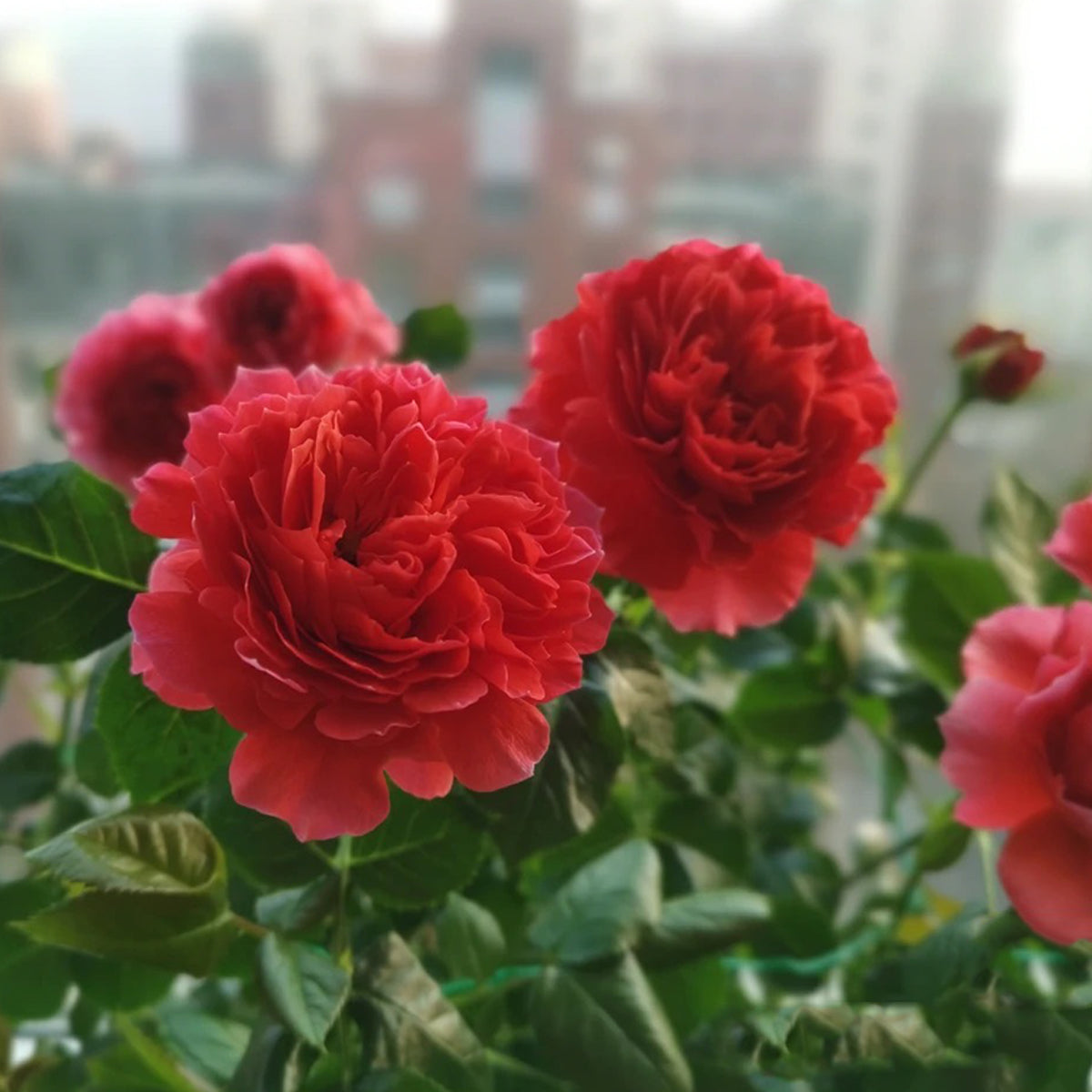Cinnabar Bowl Chinese Florist Shrub Rose