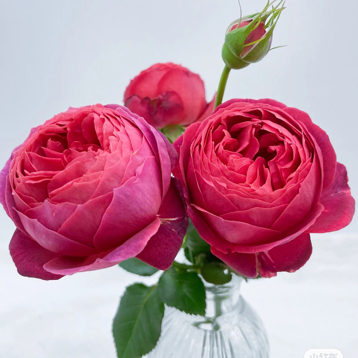Cinnabar Bowl Chinese Florist Shrub Rose