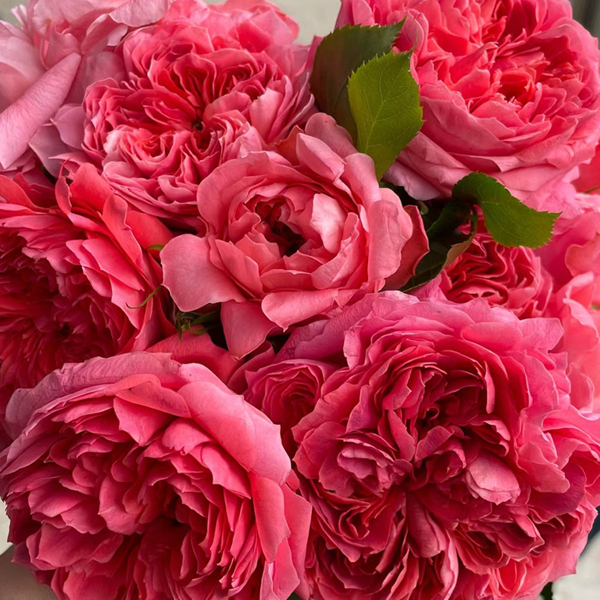 Cinnabar Bowl Chinese Florist Shrub Rose