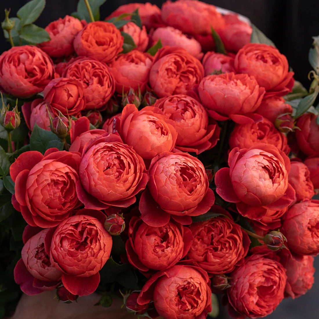 Cinnabar Bowl Chinese Florist Shrub Rose