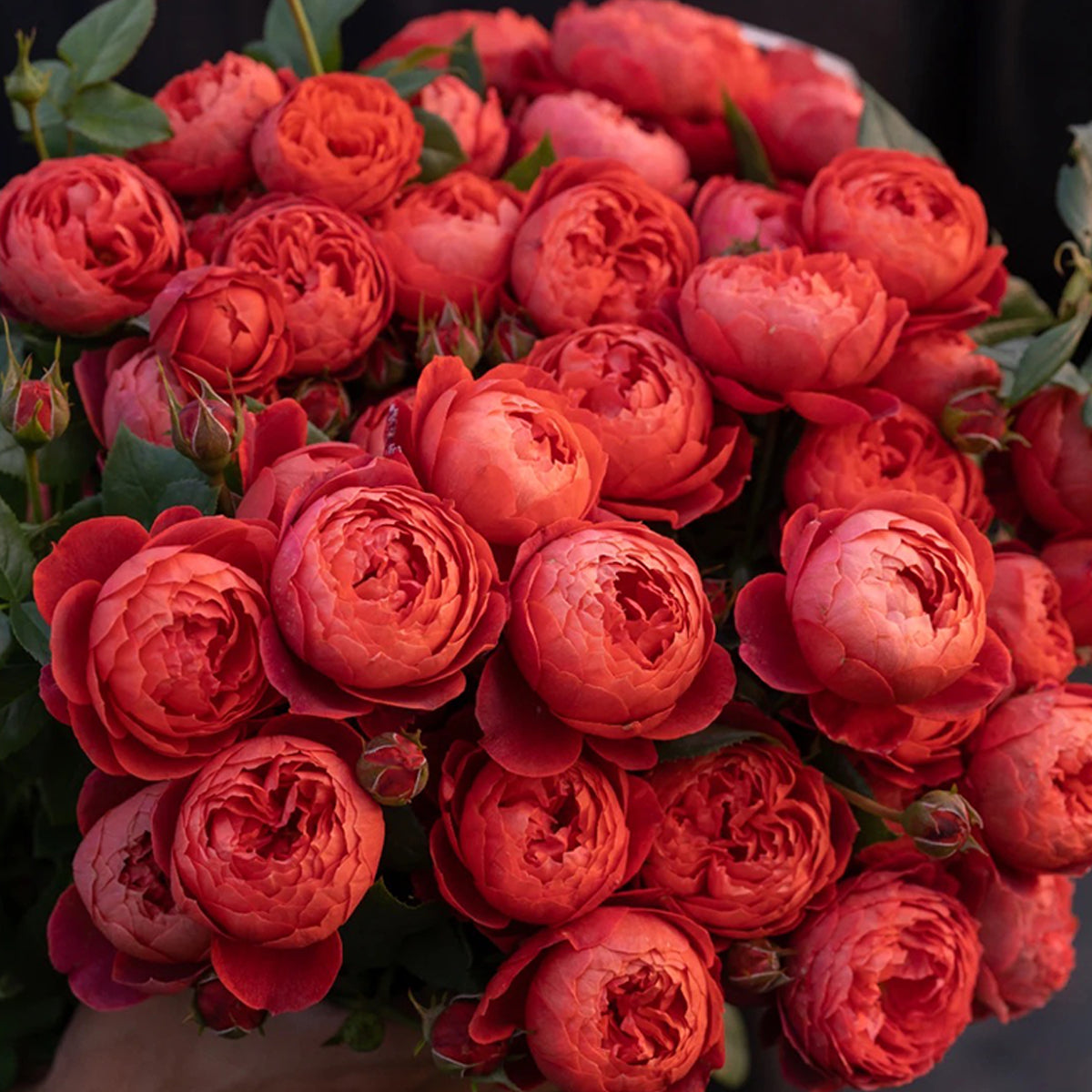 Cinnabar Bowl Chinese Florist Shrub Rose