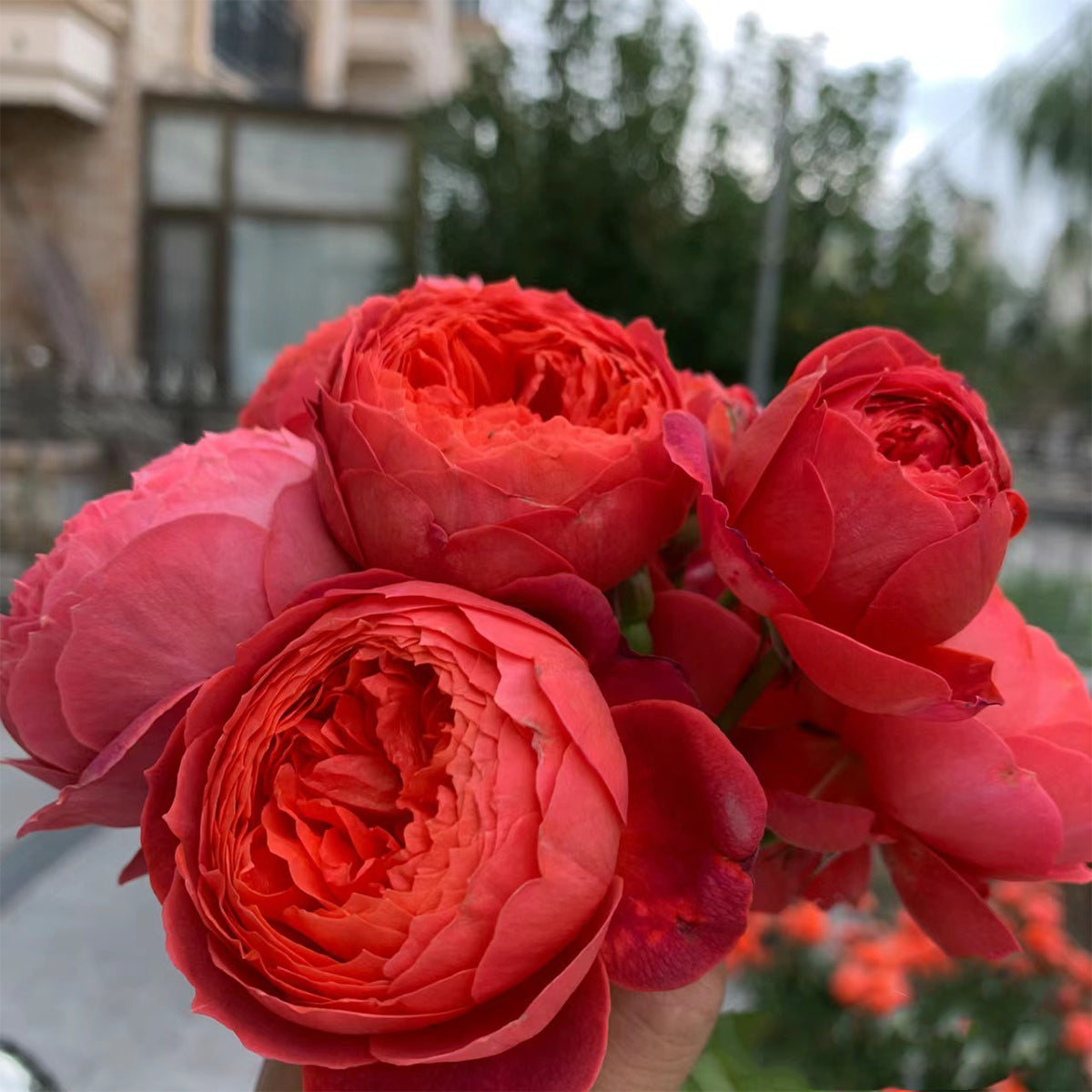 Cinnabar Bowl Chinese Florist Shrub Rose