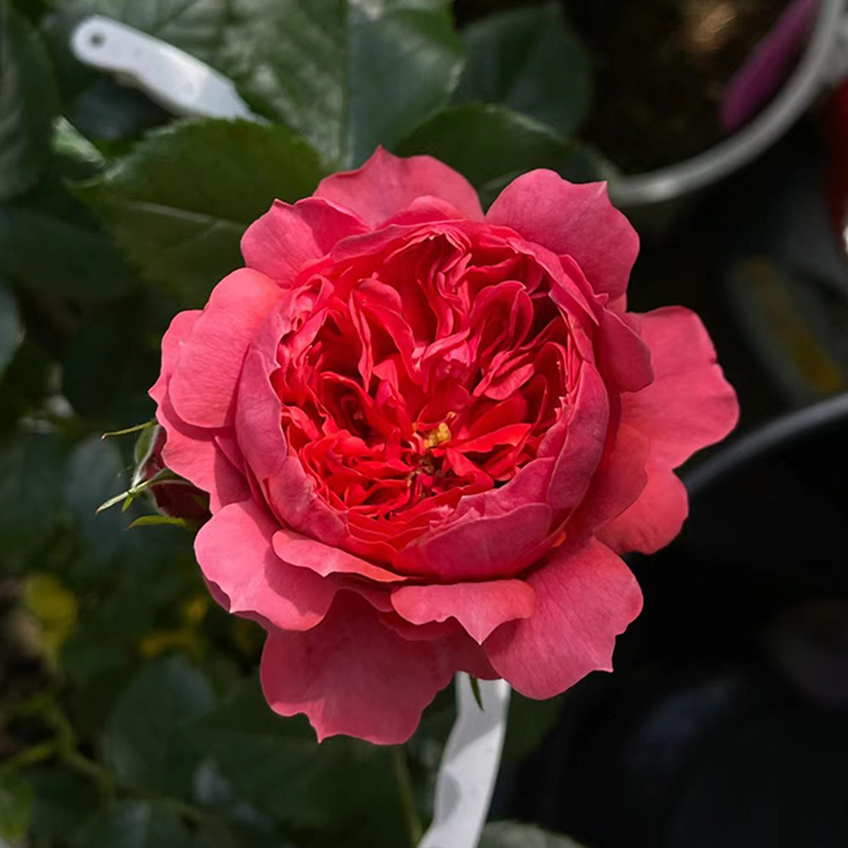 Cinnabar Bowl Chinese Florist Shrub Rose