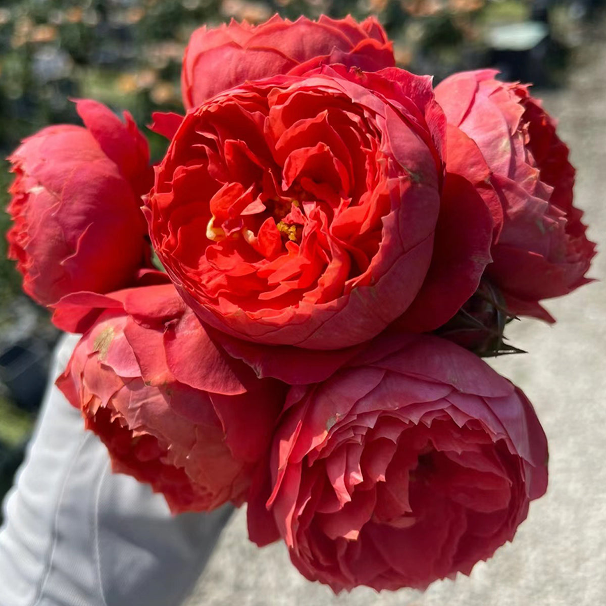 Cinnabar Bowl Chinese Florist Shrub Rose