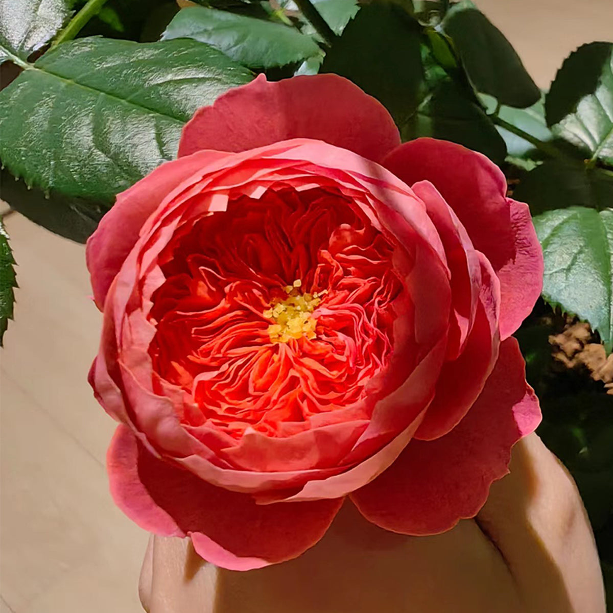 Cinnabar Bowl Chinese Florist Shrub Rose