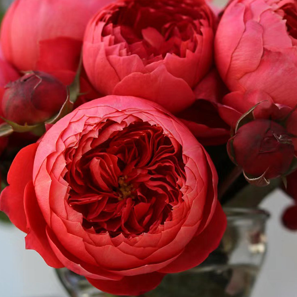Cinnabar Bowl Chinese Florist Shrub Rose