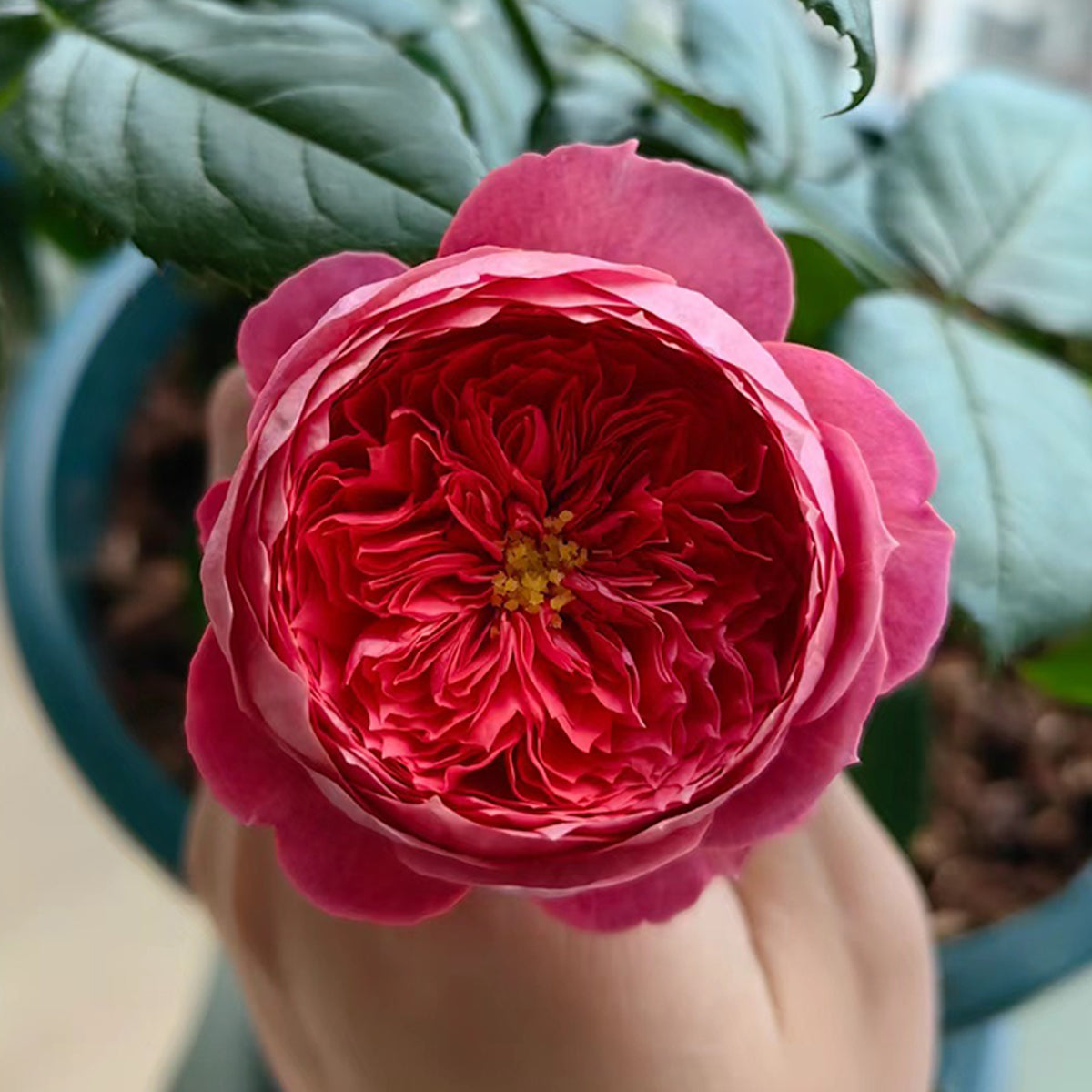 Cinnabar Bowl Chinese Florist Shrub Rose